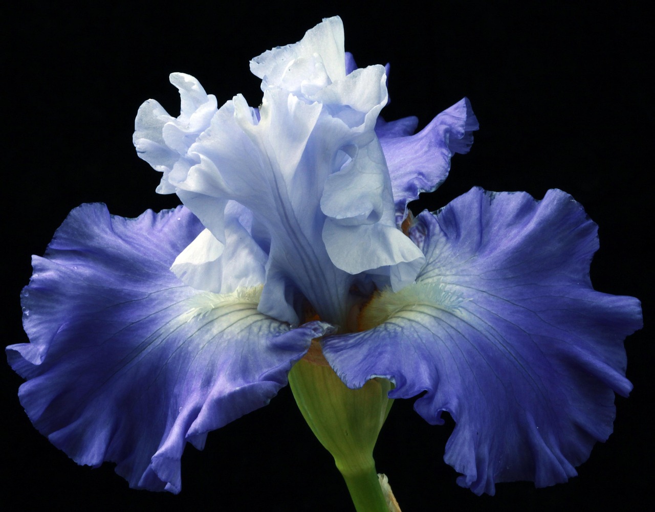 Geometrische paden in een kleurrijke tuin.