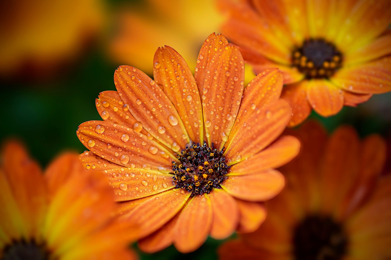 Kaleidoscopische vormgeving met diverse tuinornamenten.