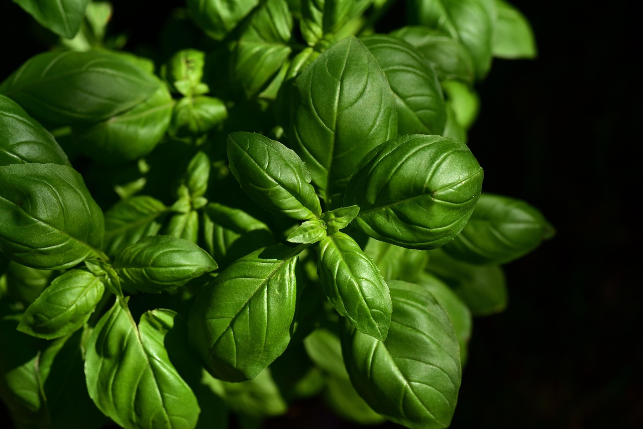 Munt- en tijmplanten creëren aromatische sfeer in keuken. Munt- en tijmplanten creëren aromatische sfeer in keuken.